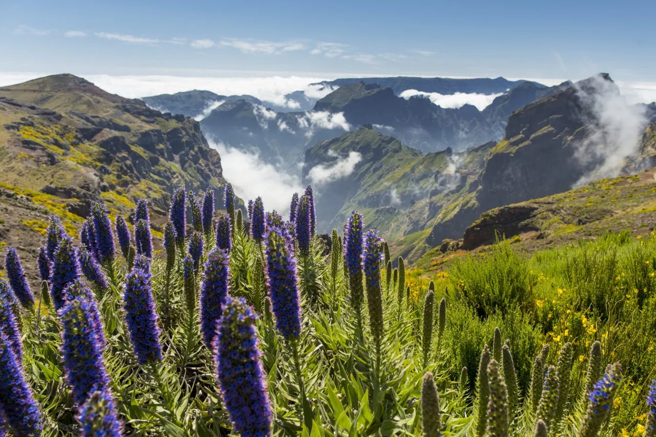 Pride of Madeira at Pico de Arieiro