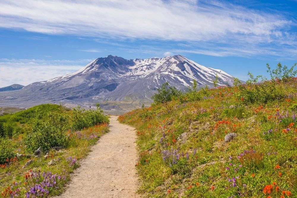 The Mount St Helens park has been barren since the last eruption that washed all the trees away but is now dotted with sheared tree stumps, lush with wildflowers and brushes