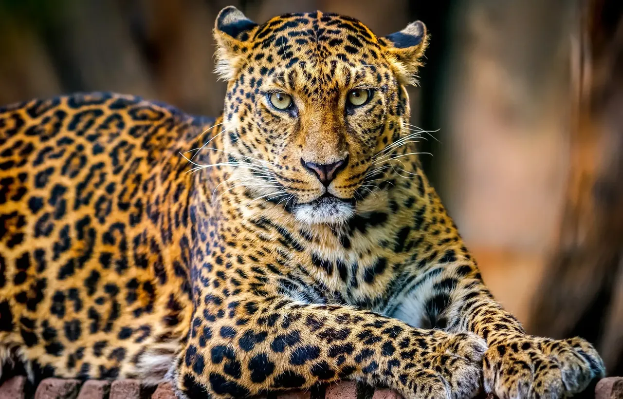 South Luangwa National Park is often referred to as the “Valley of the Leopard” — Shutterstock 5 best places to see big wild cats