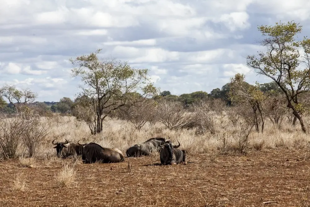 Nada más cruzar la frontera de la civilización con nuestro coche alquilado, vimos el primer ejemplar de los “big five”: un búfalo. Y a los pocos segundos, con la luz del alba despuntando, toda una manada de búfalos — Alba Muñoz A veces la mejor manera de ver animales es ir a lo salvaje Kruger