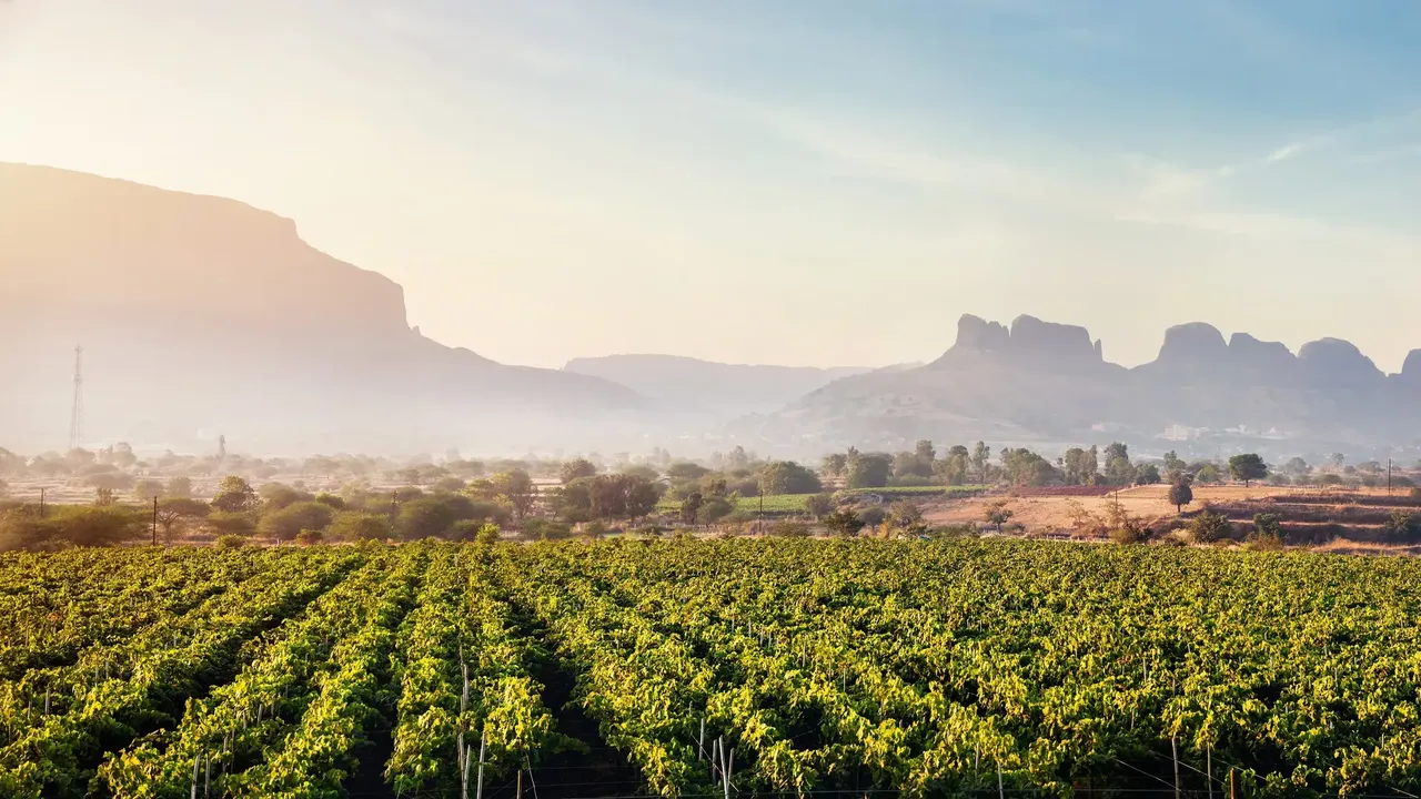 Vineyard in Nasik — Shutterstock