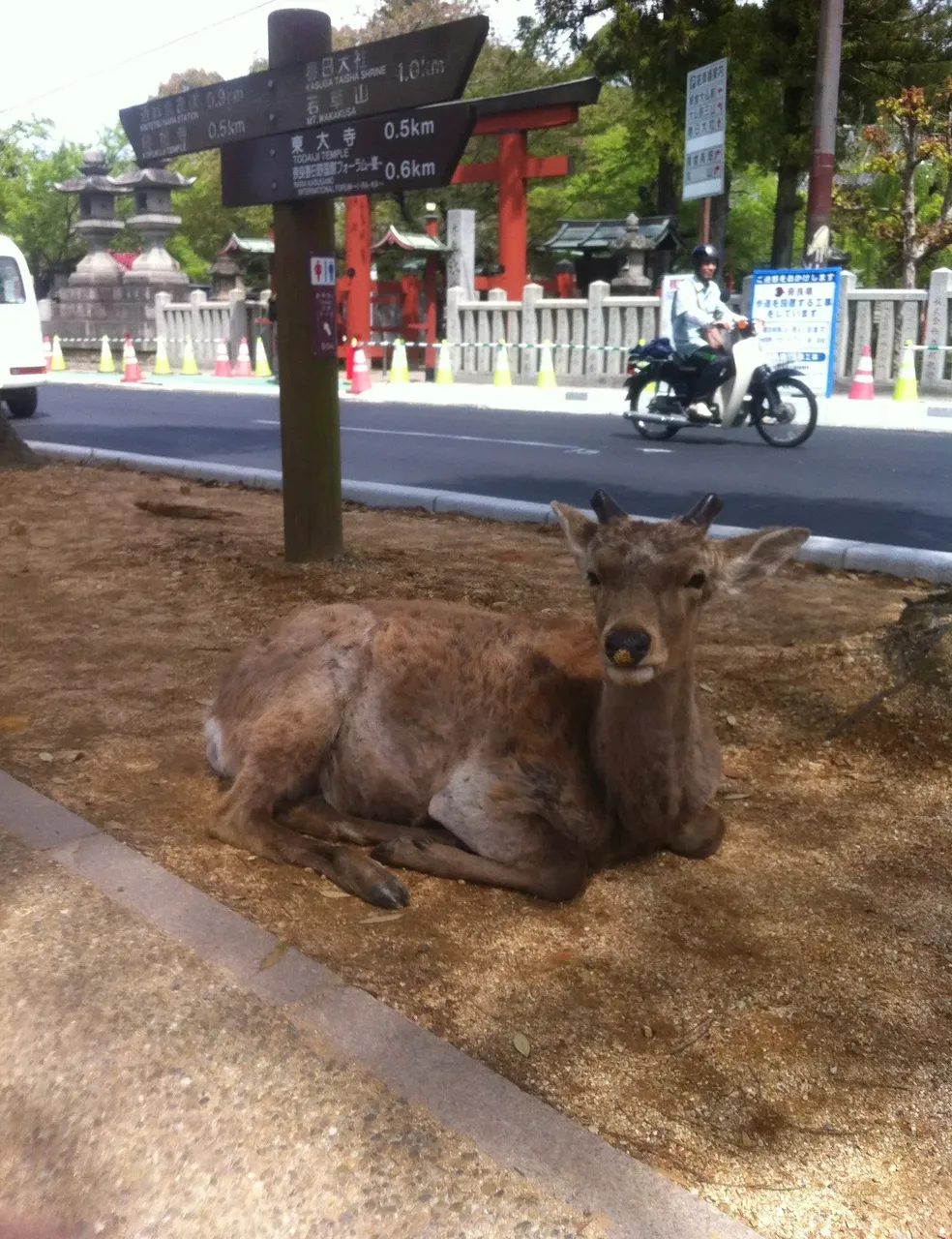 Deer nearby Kasuga Taisha shrine — Hana Leakey