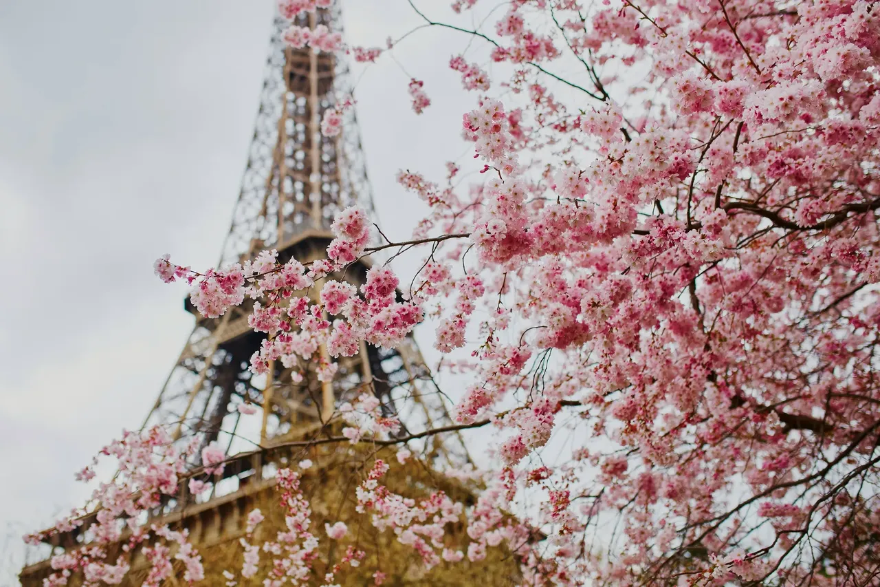 The Eiffel Tower is surrounded by cherry blossom in the spring, but there are plenty of other parks to visit – Shutterstock cherry blossom festival sakura hanami