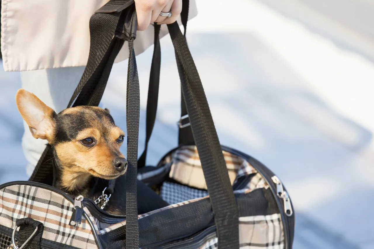 Woman carrying dog in bag