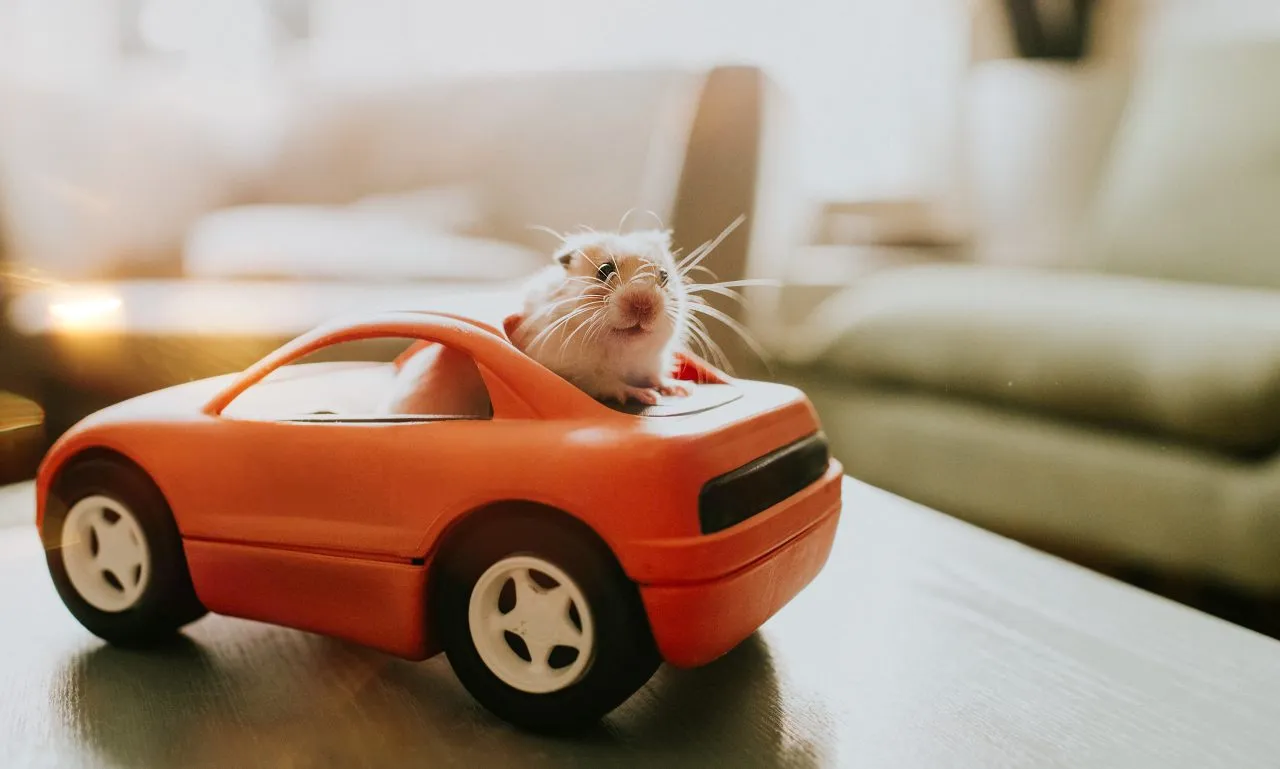 Hamster in a Car
