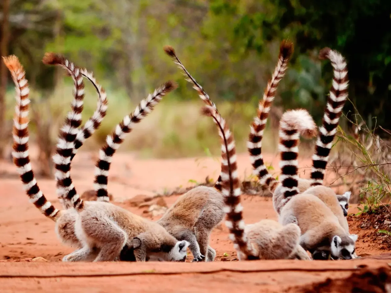 Lemur kata v jedné z madagaskarských rezervací
