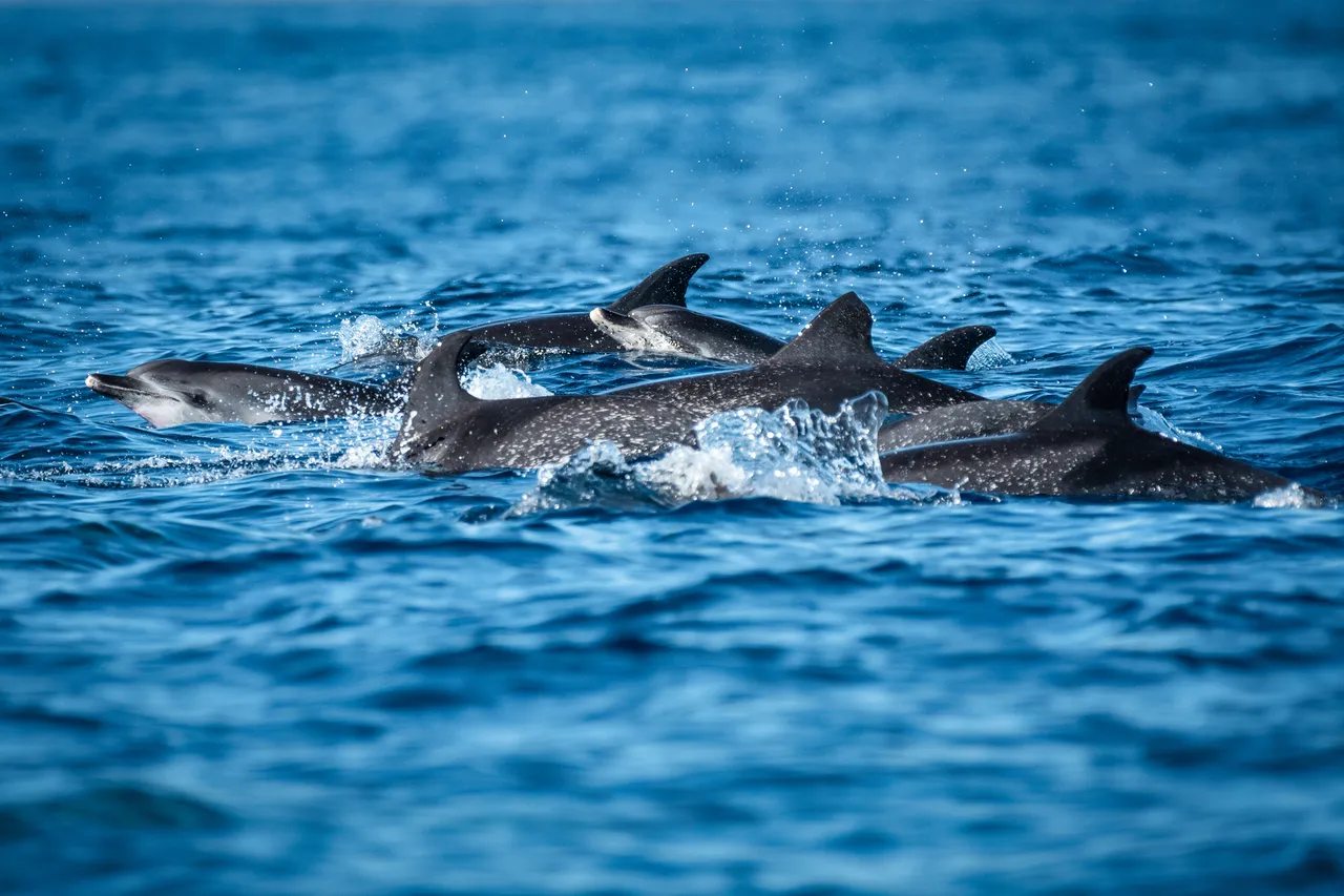 Un grupo de delfines moteados nadando en el océano Atlántico. Delfines en Tenerife