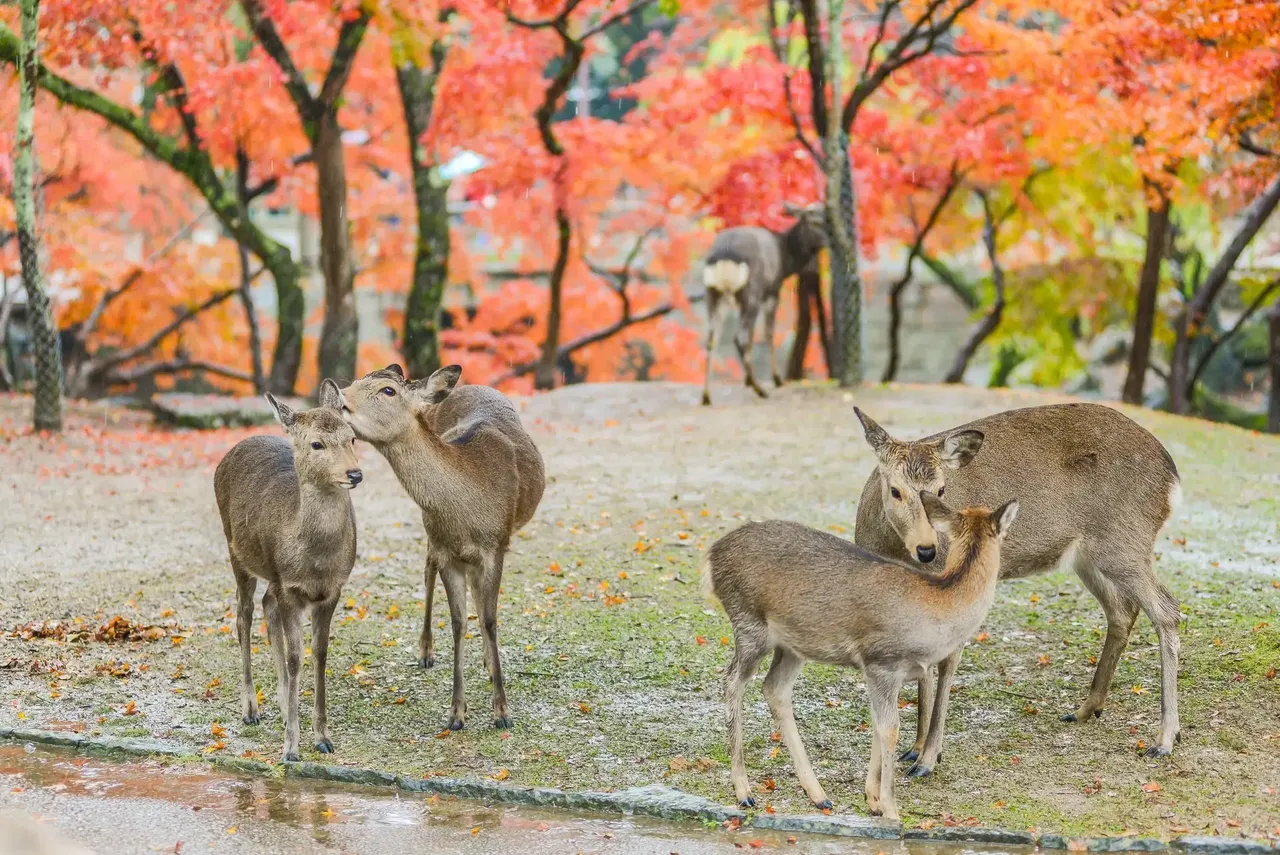Acaricia y da de comer a ciervos sagrados en Nara Park — Shutterstock