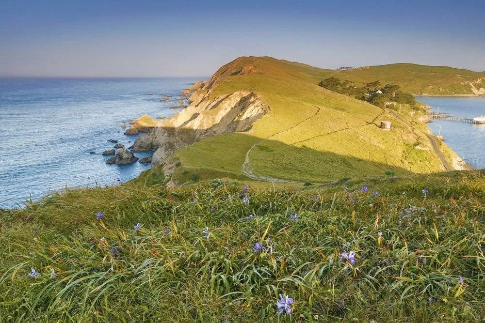Tomales Point Trail spans out into the Pacific Ocean and is ideal for hiking all year round