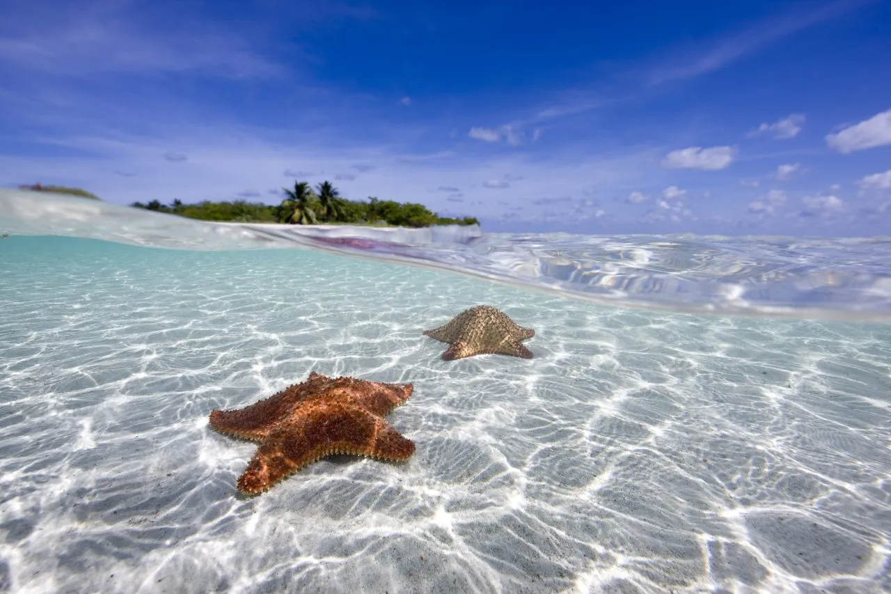 Cushion Sea star (Oreaster reticulatus)