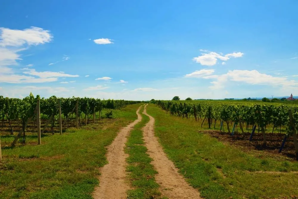 Szőlőskertek közötti út Morvaországban, Csehország - Shutterstock