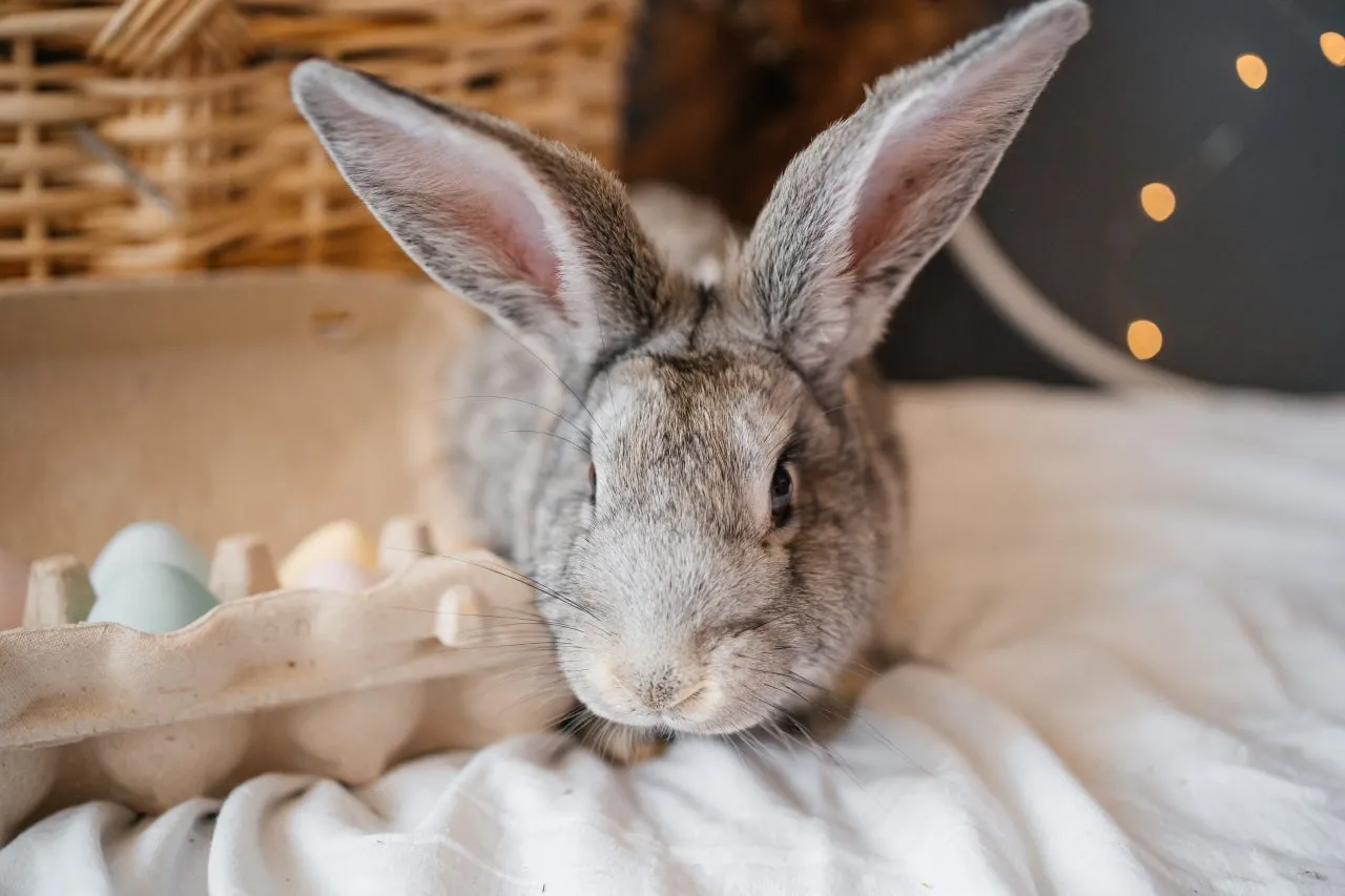closeup photo of a gray rabbit