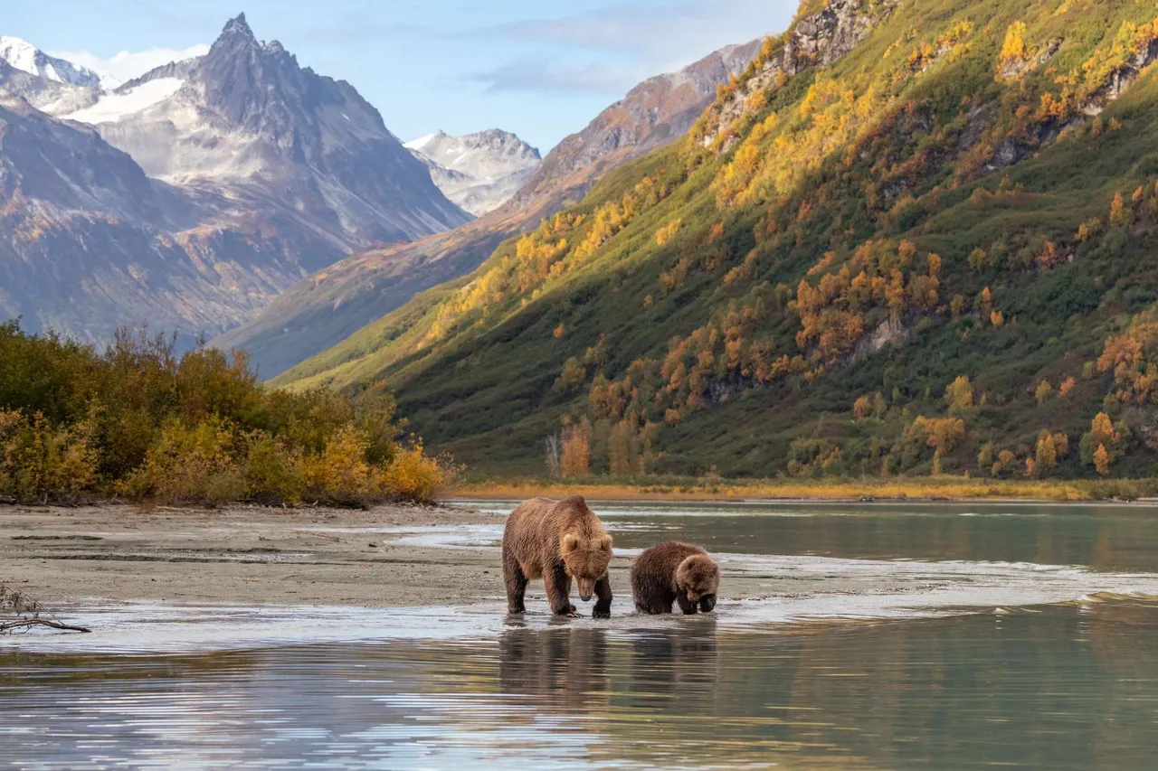 Mother brown bear teaching her cub to fish at secluded Crescent Lake in the middle of one of the most remote US National Parks: Lake Craig National Park.