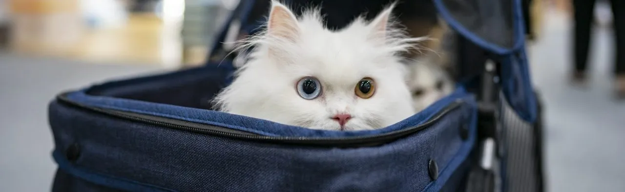 Cat Inside Transporter Waits to Travel in an Airport