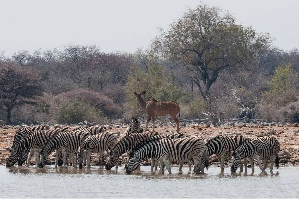 zebry przy wodopoju Namibia