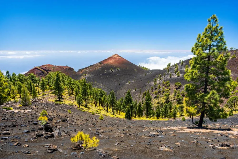 View of volcanoes and pine trees on Canary Islands — Getty Images