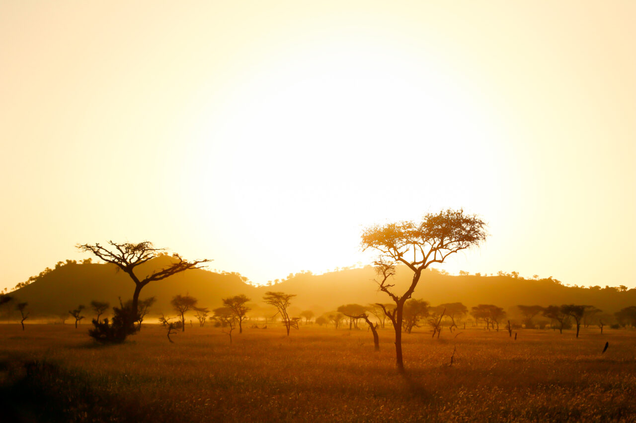 Sun Rise On The Africa