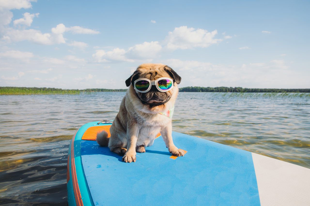 Cute dog pug breed paddleboarding at the lake