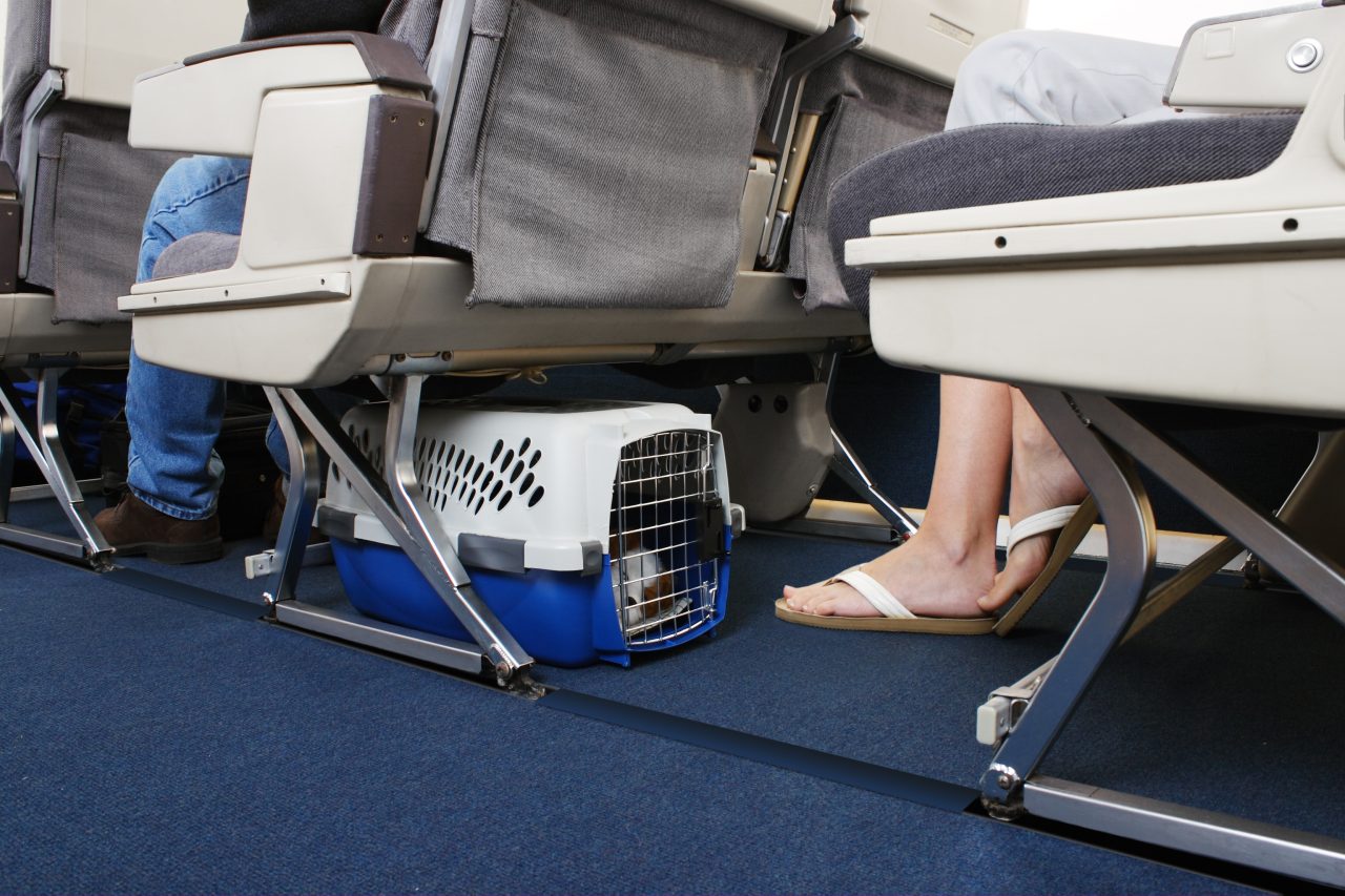 Passenger flying with their pet dog in the cabin. A pet carrier is placed under the seat