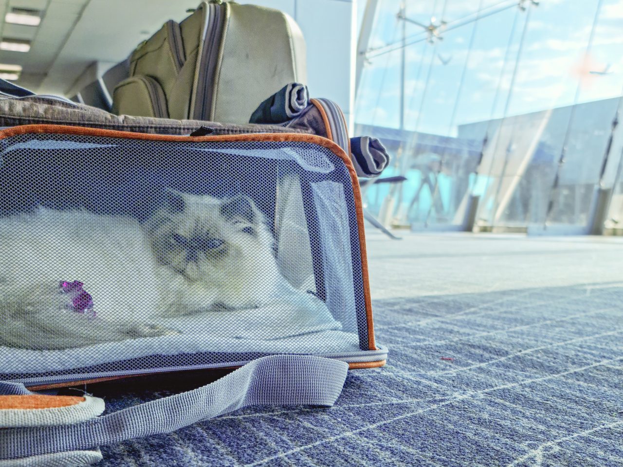 Grumpy white cat in a transporter at the airport lounge