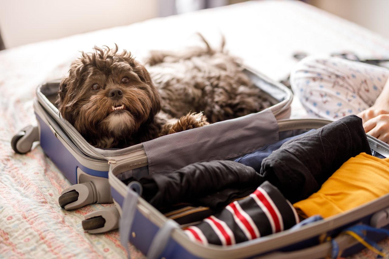 Black curly dog laying in an open suitcase
